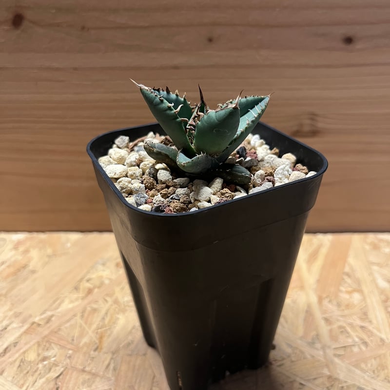アカ Agave hybrid 'T'S 001 Grex' の紹介 – ゆるぷ