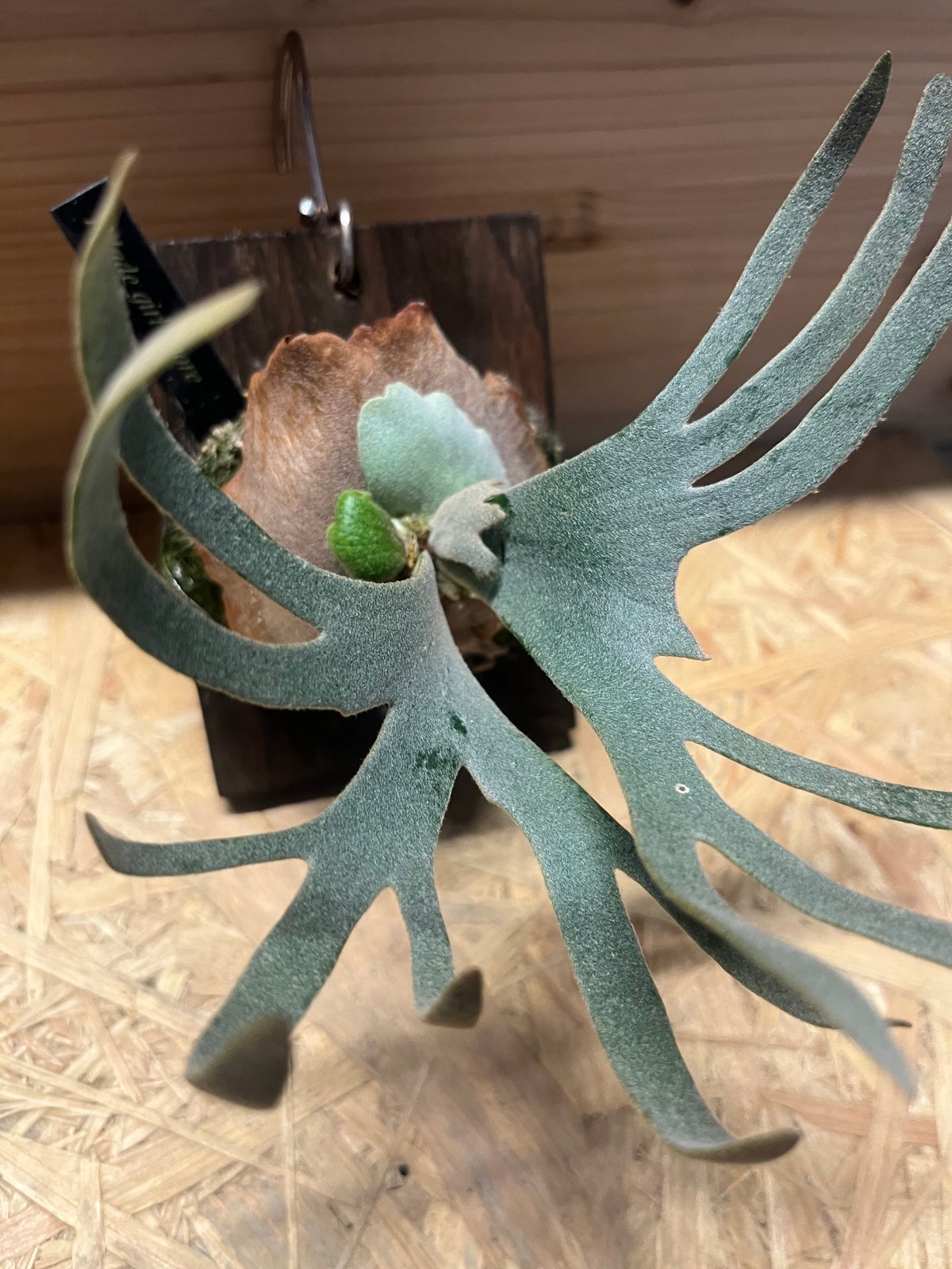 ビカクシダ ジェイドガール　板付け　スポア　ウィリンキー ビカクシダ ウィリンキー ジェイドガール スポア | GREEN LUCK