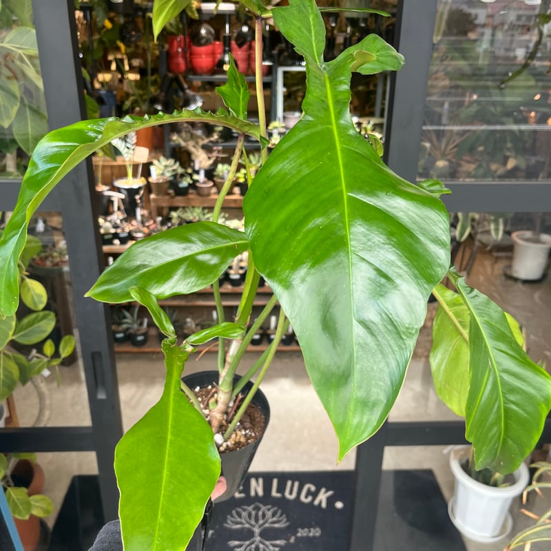 フィロデンドロン ジョーピー （ムーネニー） | GREEN LUCK