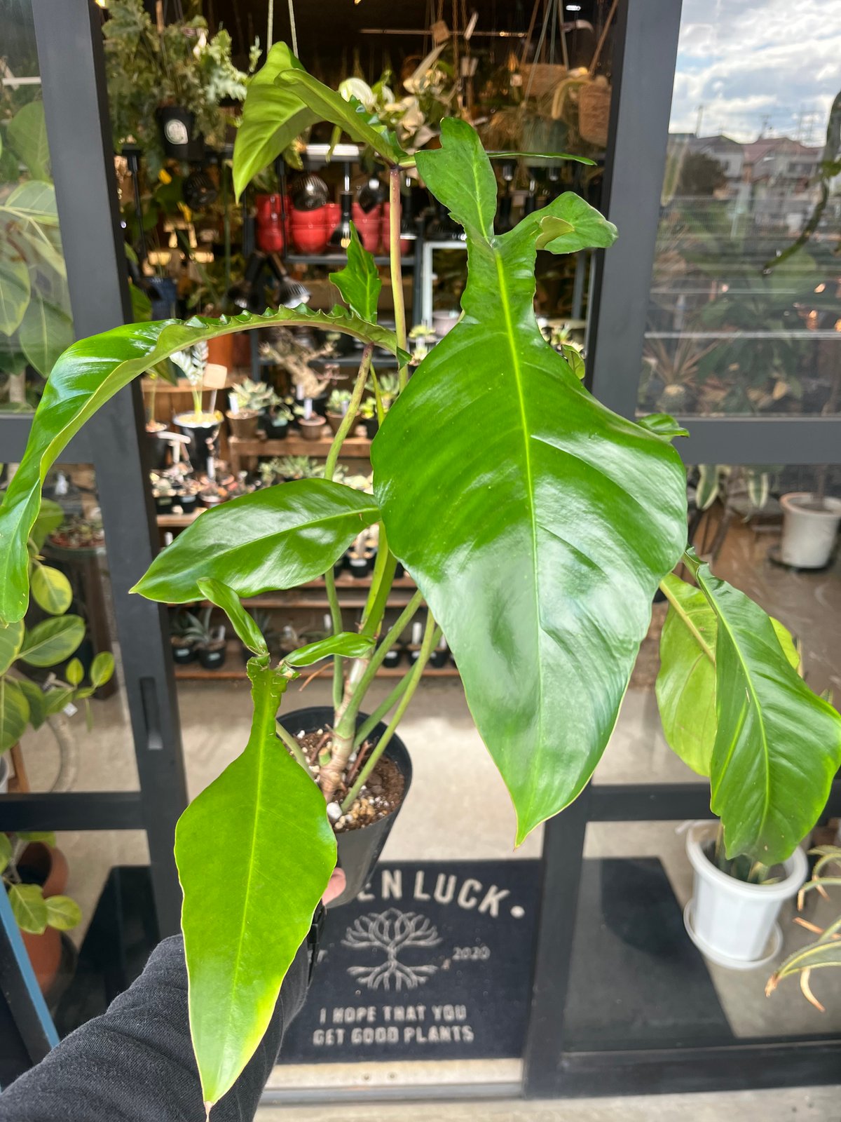 フィロデンドロン ジョーピー （ムーネニー） | GREEN LUCK