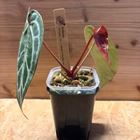 斑入りモンステラ デリシオーサ クリームブリュレ | GREEN LUCK