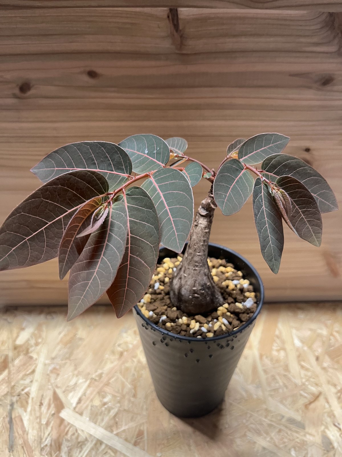 フィランサス ミラビリス | GREEN LUCK