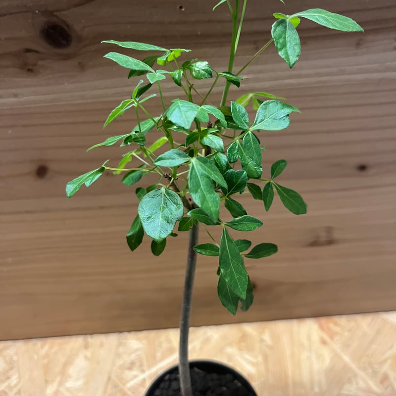 コミフォラ　アフリカーナ Yahoo!オークション - コミフォラ アフリカーナ Commiphora
