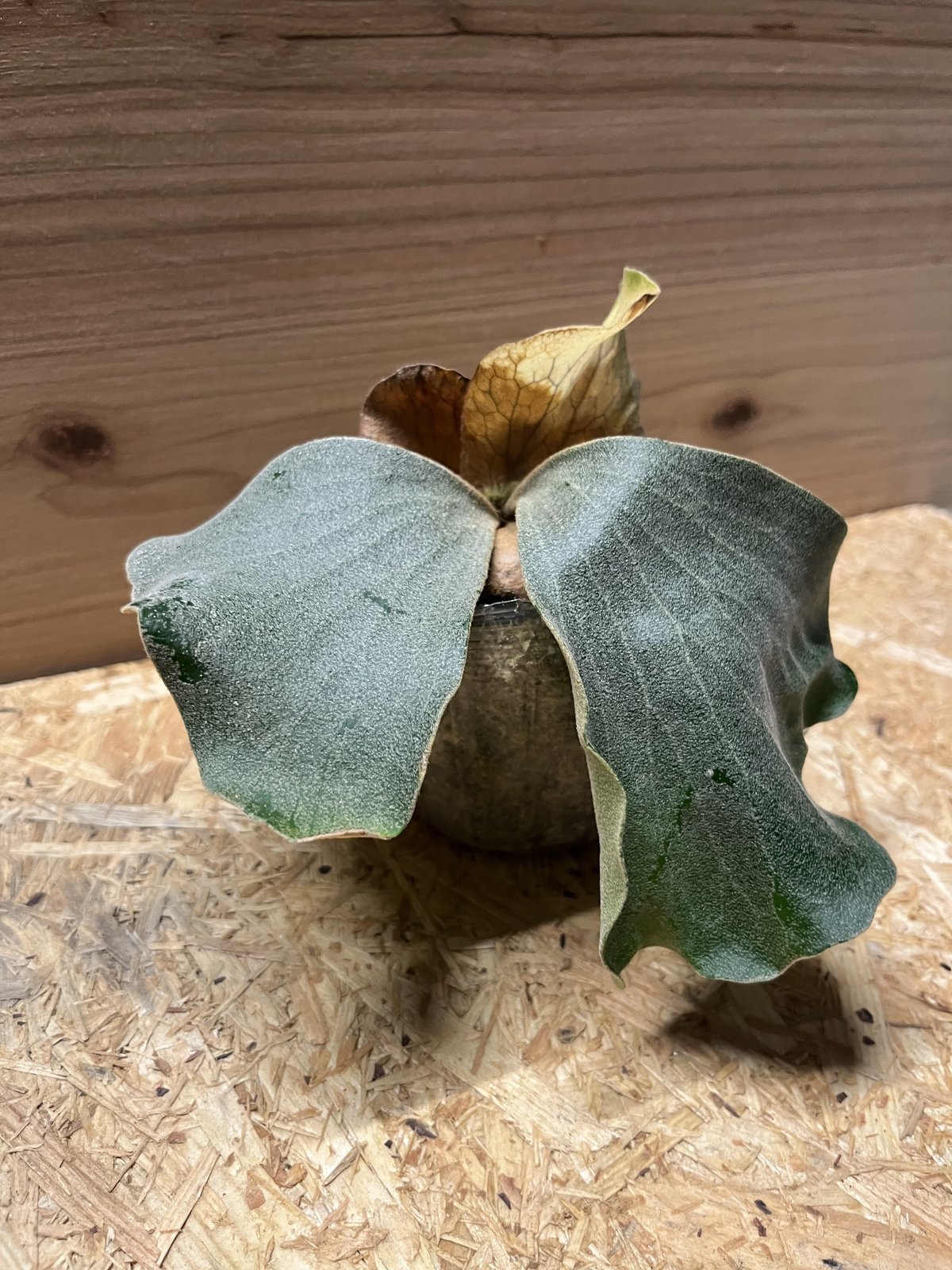 ビカクシダ エレファントティス アンゴレンセ | GREEN LUCK