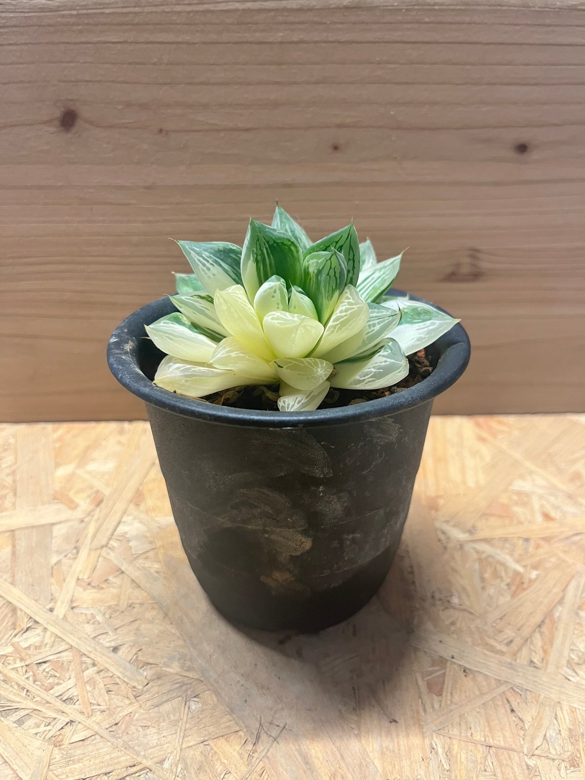 ハオルチア 宝島 | GREEN LUCK