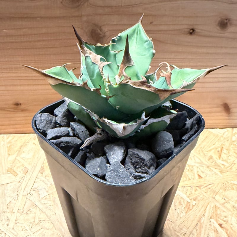 アガベ チタノタ '白犀牛' | GREEN LUCK