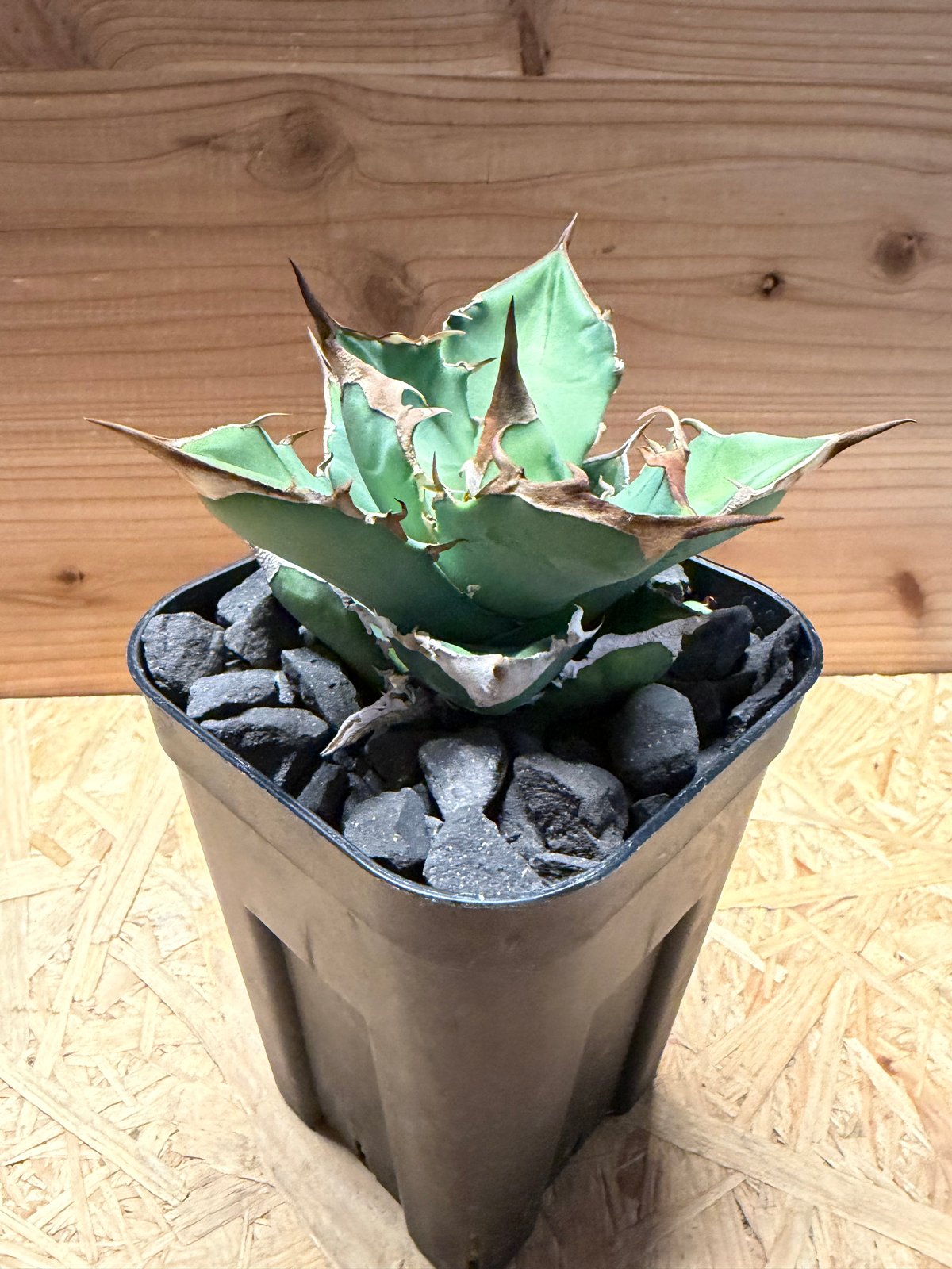 アガベ チタノタ '白犀牛' | GREEN LUCK