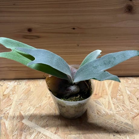 ビフルカツム | STORES