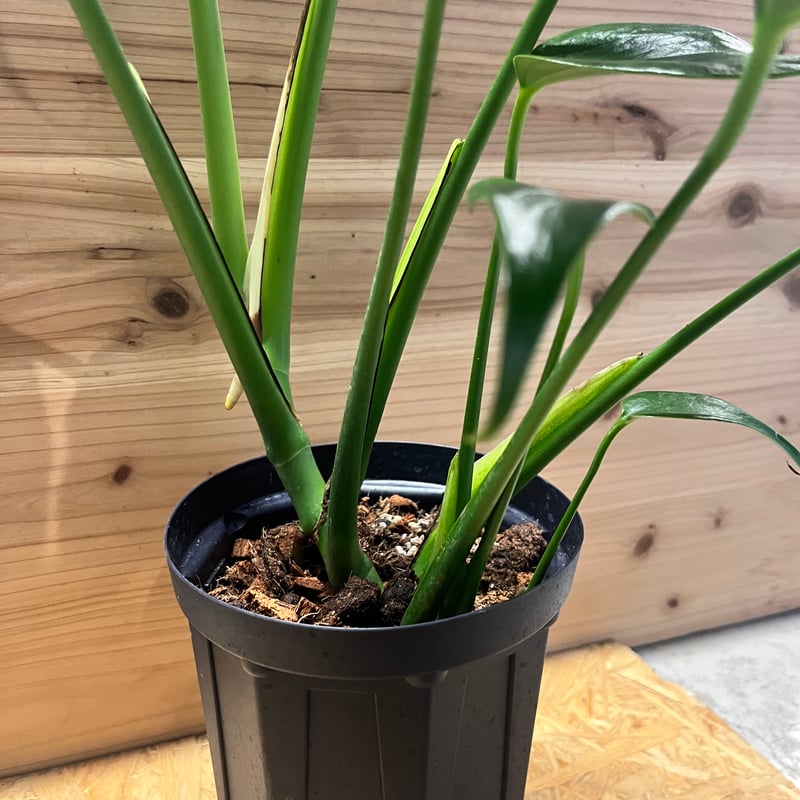 ゆ*様 モンステラデリシオーサバールマルクスフレームベアルート発根済美株 楽天市場】『モンステラ バールマルクスフレーム』Monstera