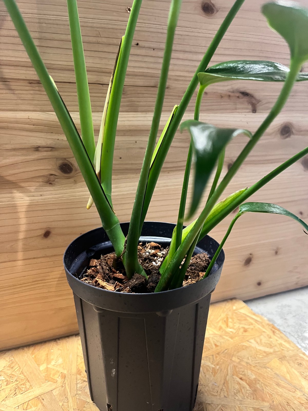 モンステラ バールマルクスフレーム | GREEN LUCK