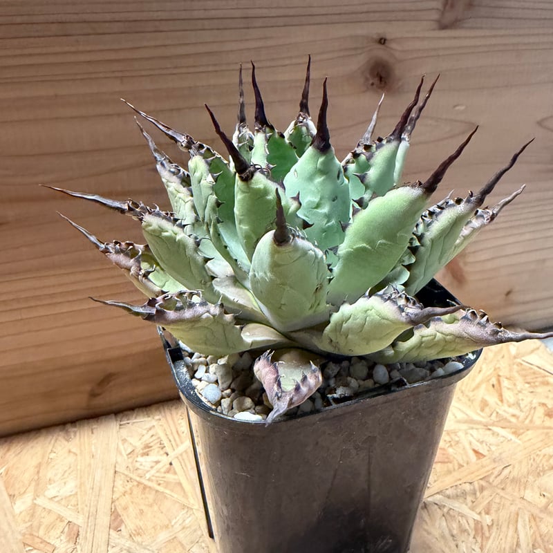 アガベ 八荒雷神 陽炎タイプ | GREEN LUCK