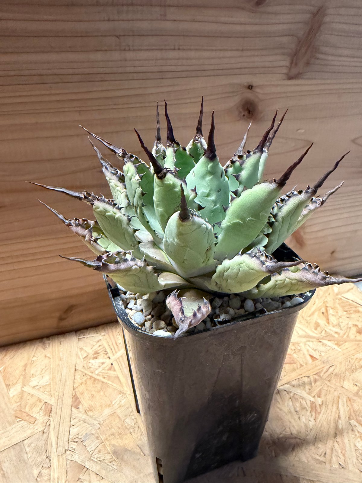 アガベ 八荒雷神 陽炎タイプ | GREEN LUCK