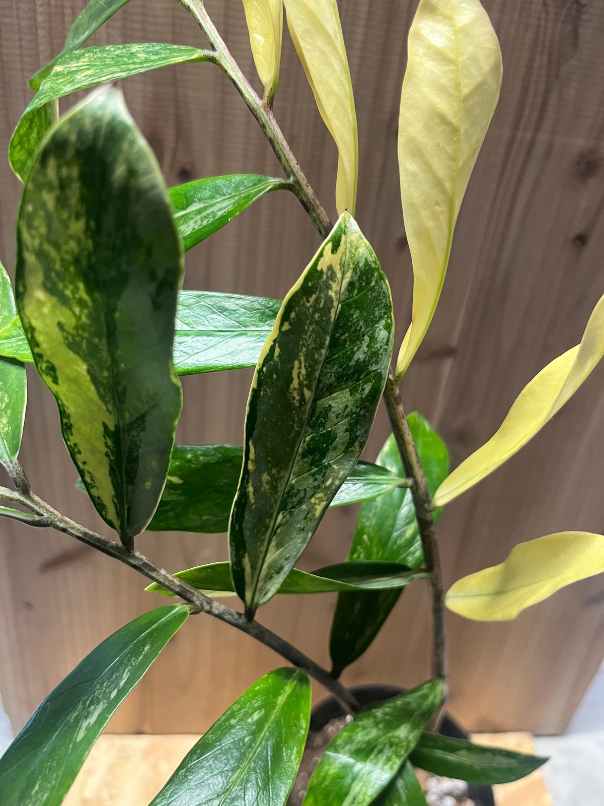 ザミオクルカス ザミフォーリア バリエガータ 斑入り | GREEN LUCK