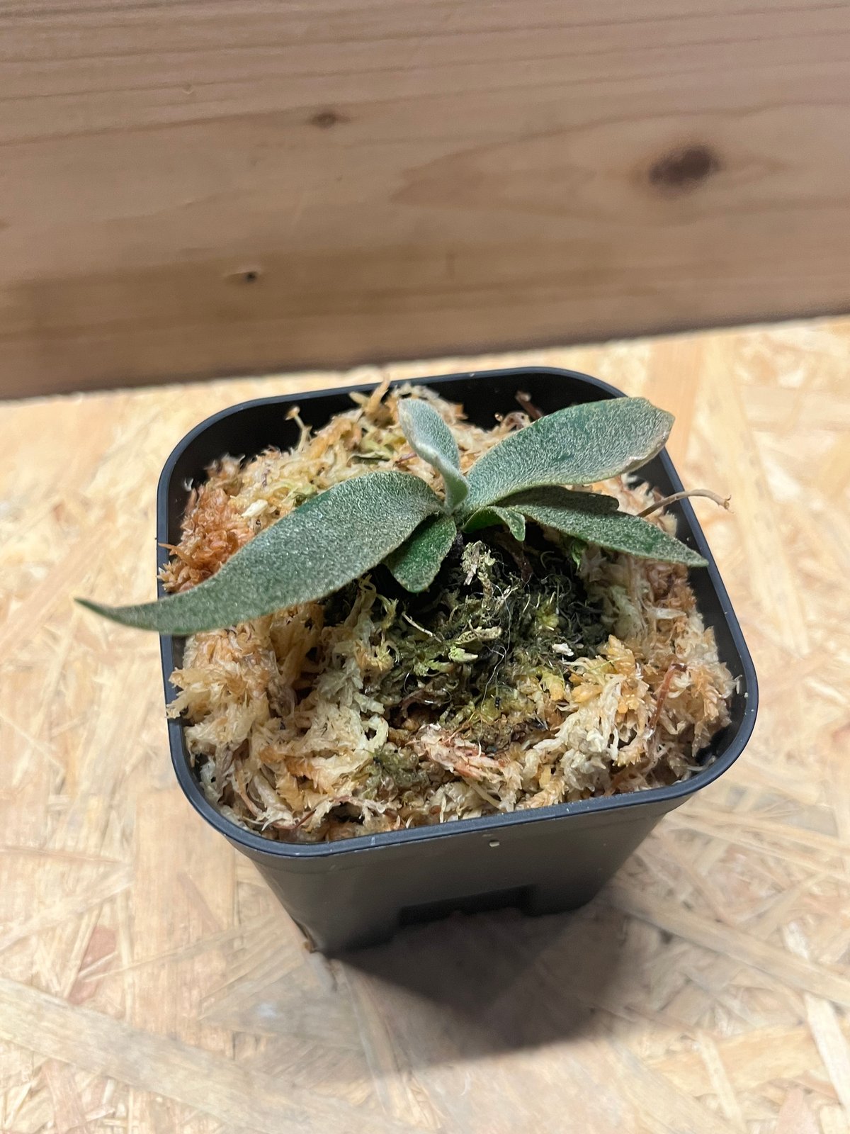 ビカクシダ ジェニー | GREEN LUCK