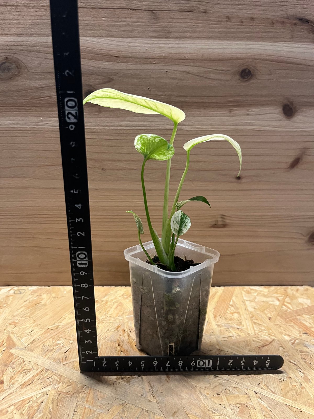 鉢ごと発送❤️【希少】モンステラ　デリシオーサ　レガシー★班入　ミント★② 鉢ごと発送❤️【希少】モンステラ デリシオーサ レガシー☆班入 ミント