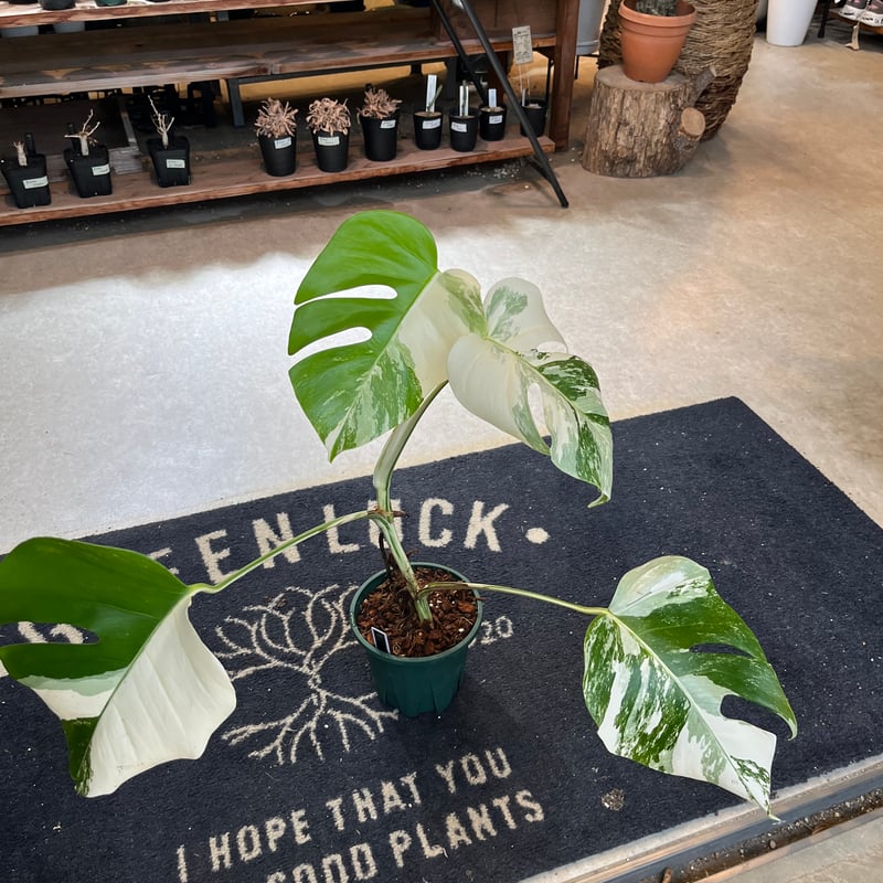 極斑入り モンステラ ボルシギアナ バリエガータ | GREEN LUCK