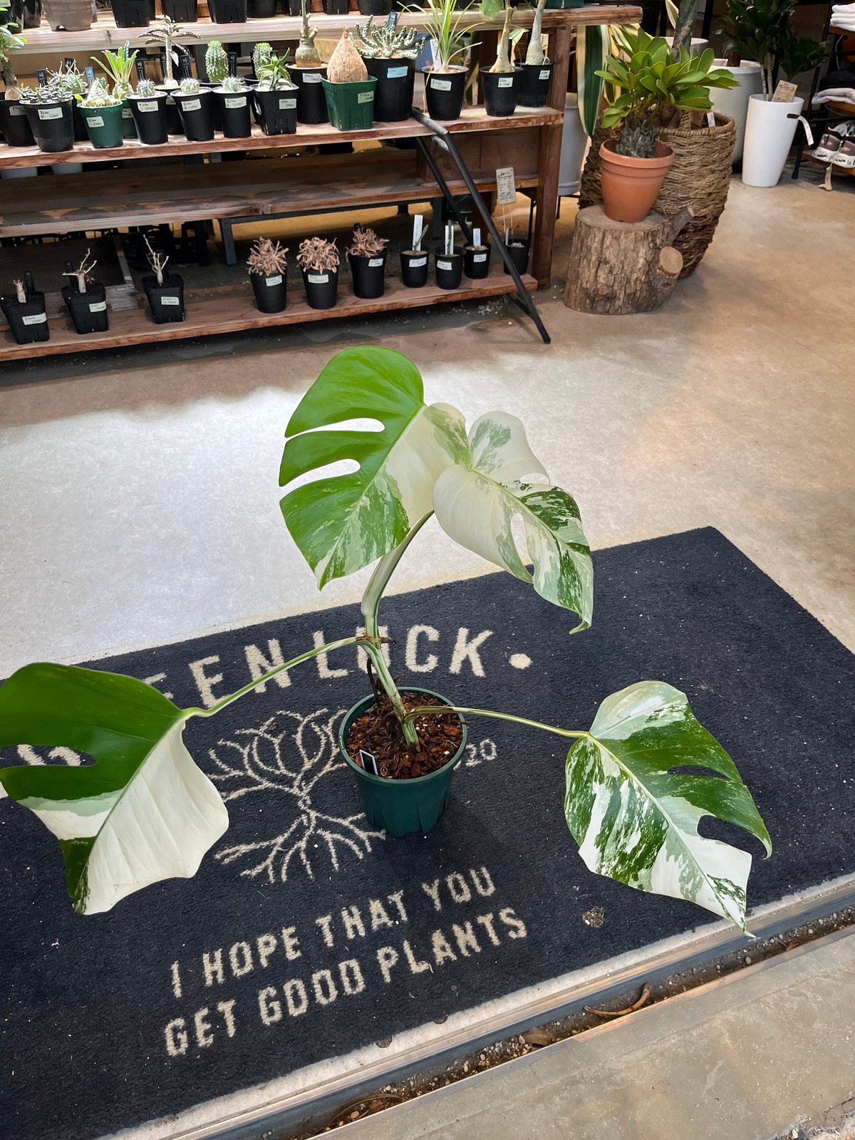 【現品】モンステラ・バリエガータ　8号鉢　斑入りモンステラ　AP番 現品】モンステラ・バリエガータ 8号鉢 斑入りモンステラ AP番