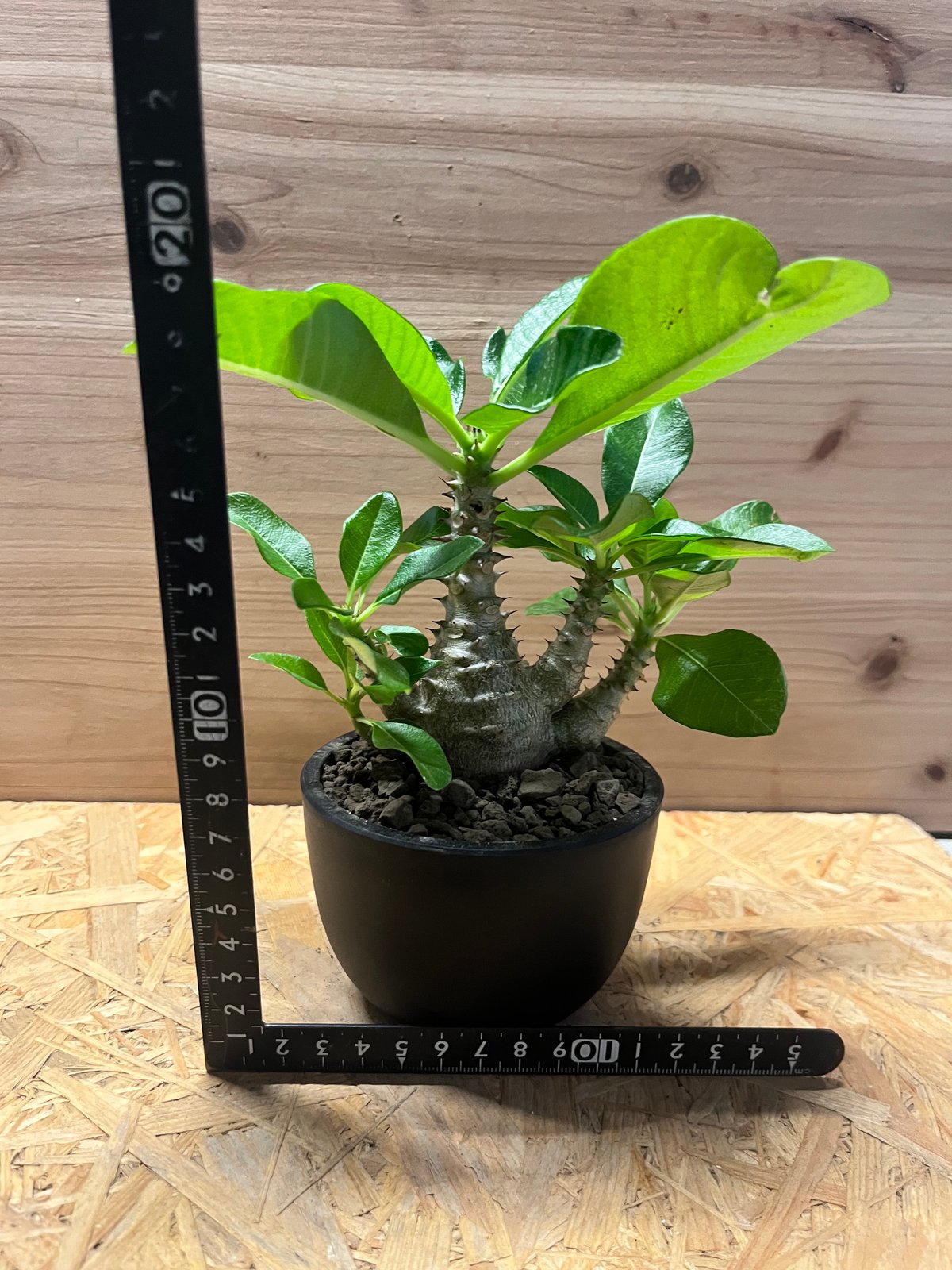 パキポディウム　ウインゾリー 3 パキポディウム ウインゾリー 3 父島】パキポディウム