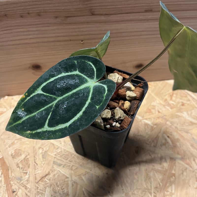 アンスリウム カーラブラッキー ワイルド | GREEN LUCK