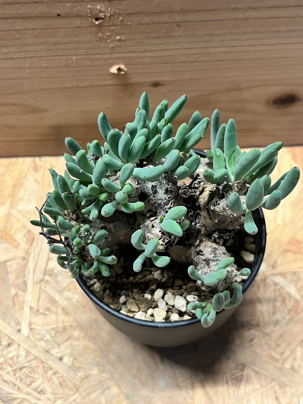 値下げ不可早いもの勝ち！　チレコドン　レティキュラーツス　万物想 特大サイズ！ チレコドン レティキュラーツス 万物想 万物想