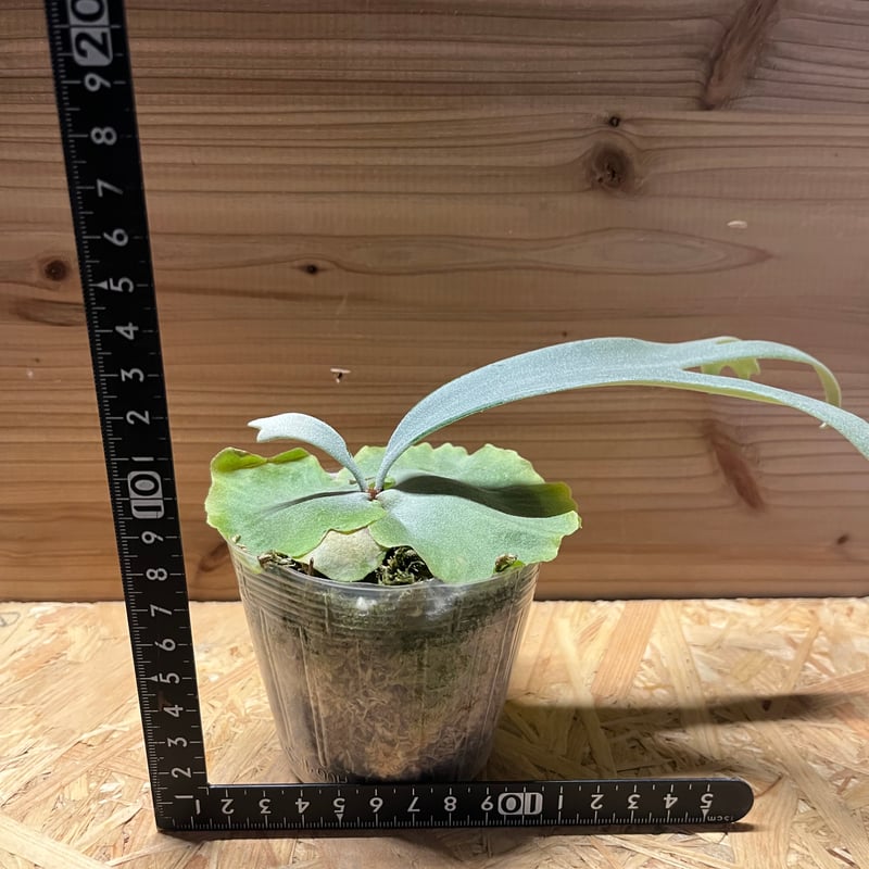 ビカクシダ ウィリンキー×ベイチー | GREEN LUCK