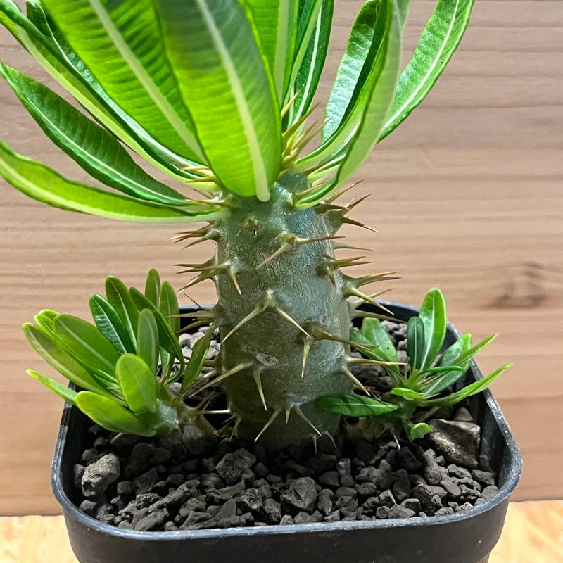 パキポディウム アンボンゲンセ 多頭株 | GREEN LUCK