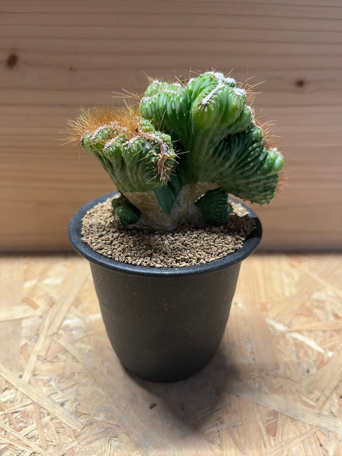 セレウス 残雪獅子 | GREEN LUCK