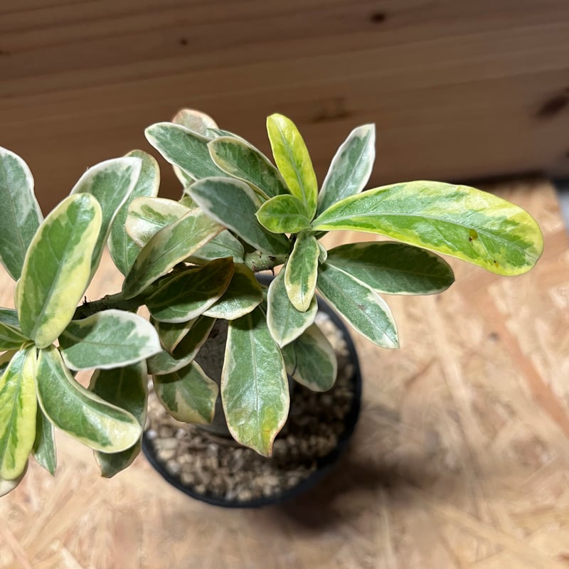 斑入り　アデニウム　大株 斑入り】 アデニウム・オベスム 『Darn Rachanee Hin Orn』 5寸鉢