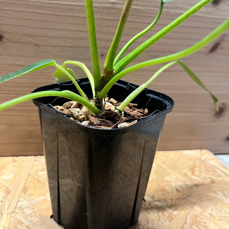 フィロデンドロン スピリタスサンクチ | GREEN LUCK