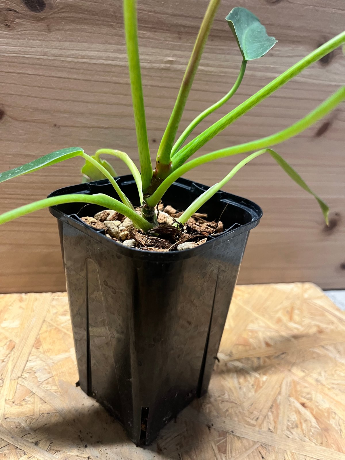 フィロデンドロン スピリタスサンクチ | GREEN LUCK