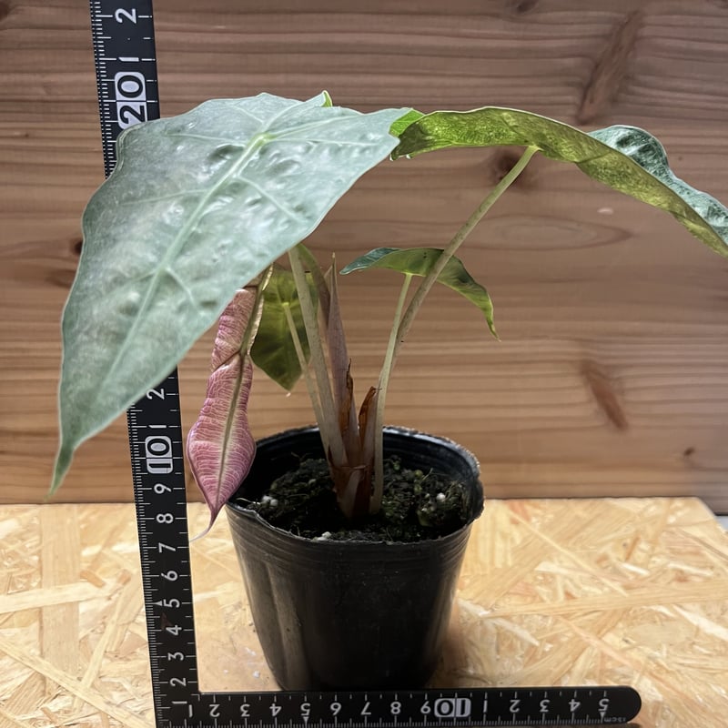 アロカシア シンポ バリエガータ芋【希少】 楽天市場】アロカシア