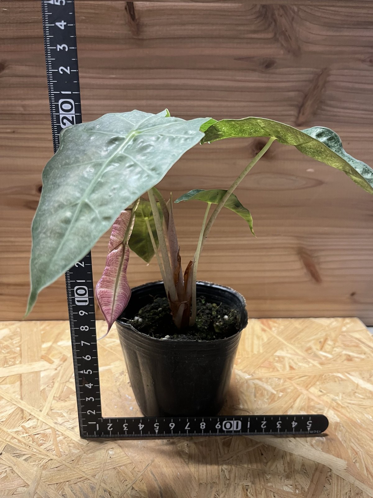 アロカシア アマゾニカ バリエガータ | GREEN LUCK