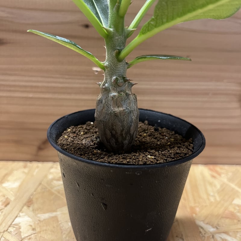 パキポディウム　ウインゾリー 3 パキポディウム ウインゾリー 3 父島】パキポディウム