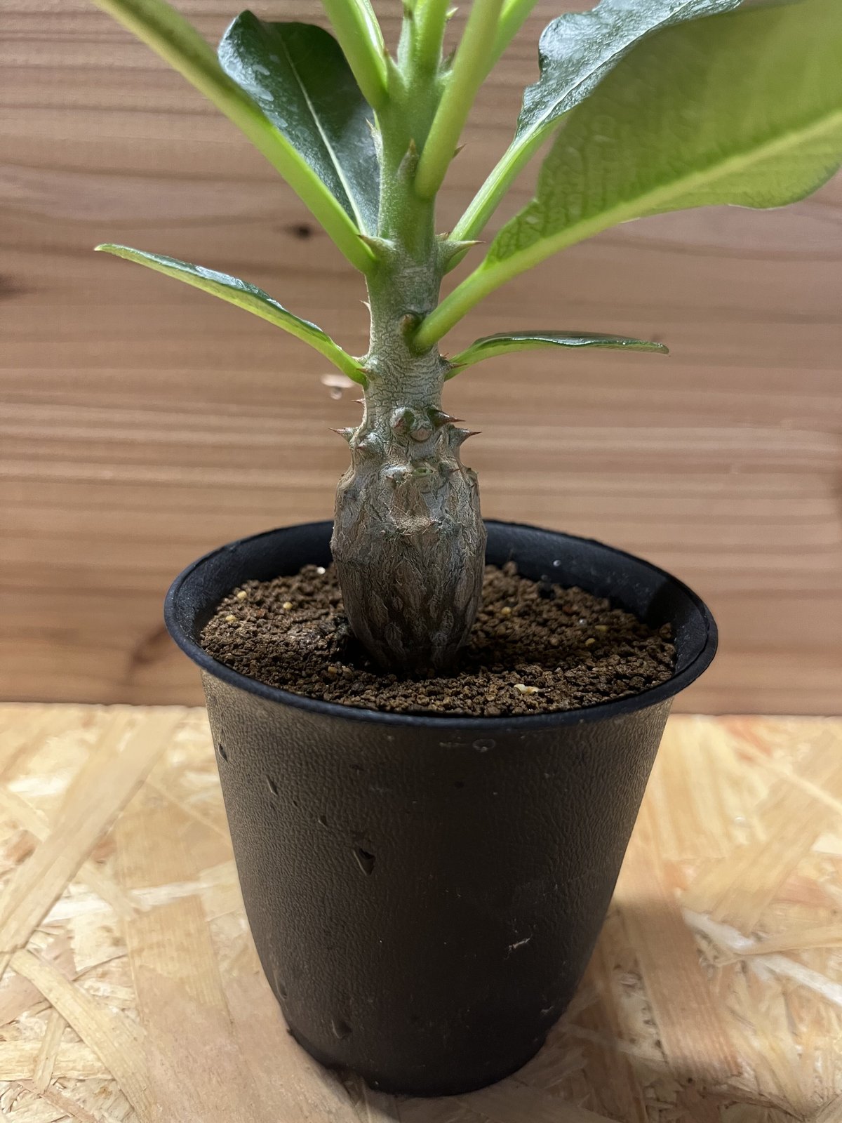 パキポディウム・ウィンゾリー、ウィンゾリーxバロニーhb セット⑧ パキポディウム・ウィンゾリー、ウィンゾリーxバロニーhb セット⑧