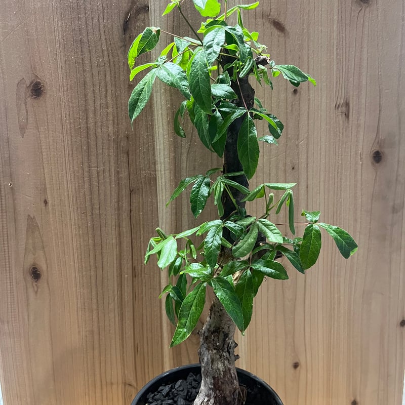 コミフォラ ミルドブラエディ コミフォラ：ミルドブラエディ 2.5号鉢植え の通販 | 園芸ネット