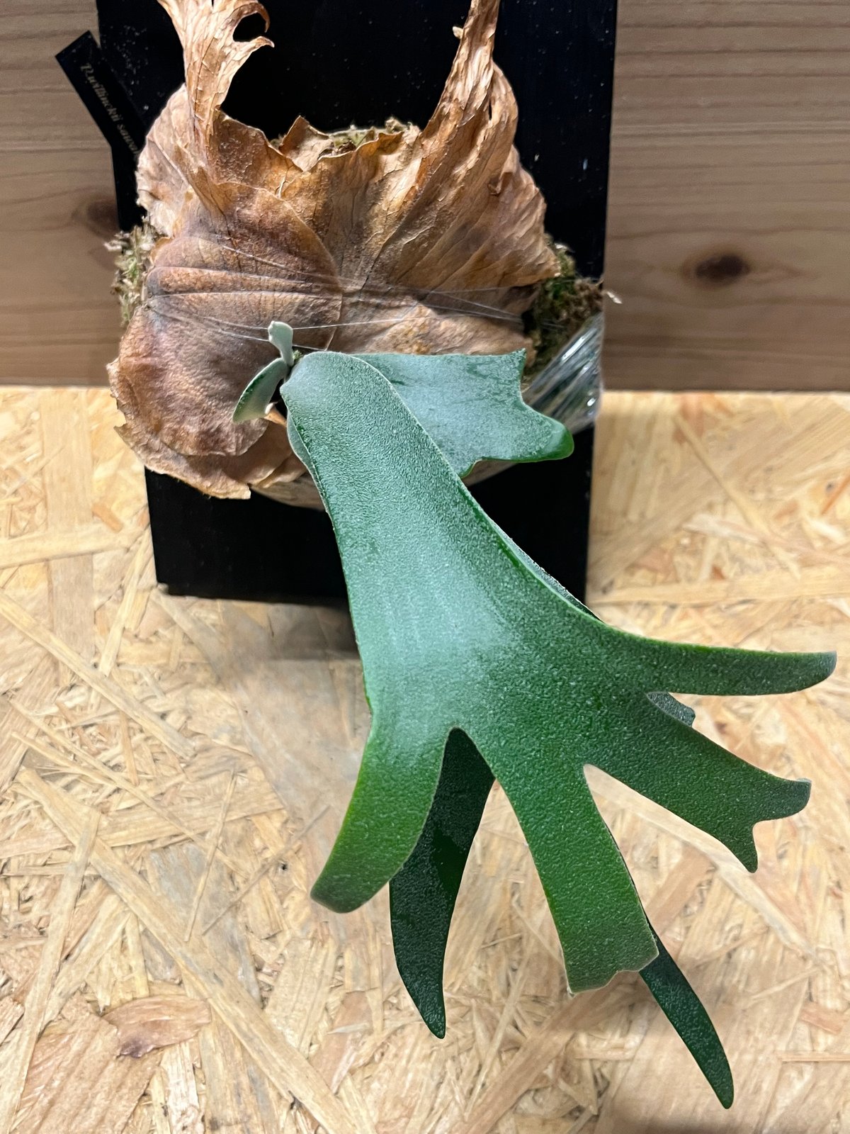 ビカクシダ　P.willinckii 'Sawangensis' P. willinckii 'Queen sawangan' from @comolebi_plants 名前が