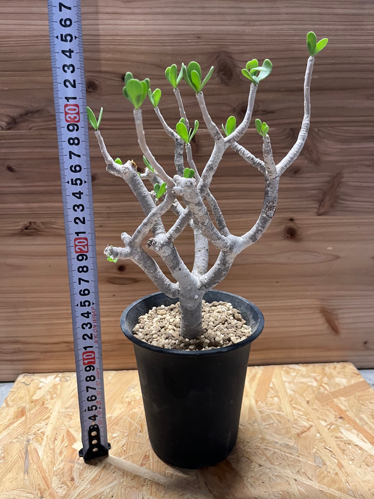 fit=scale-down,w=1200