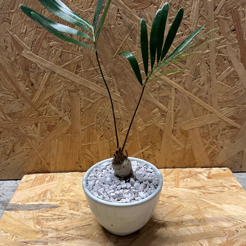 ザミア フロリダーナ×伝市鉢 | GREEN LUCK