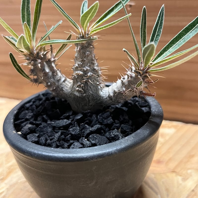 パキポディウム グラキリス×伝市鉢 | GREEN LUCK