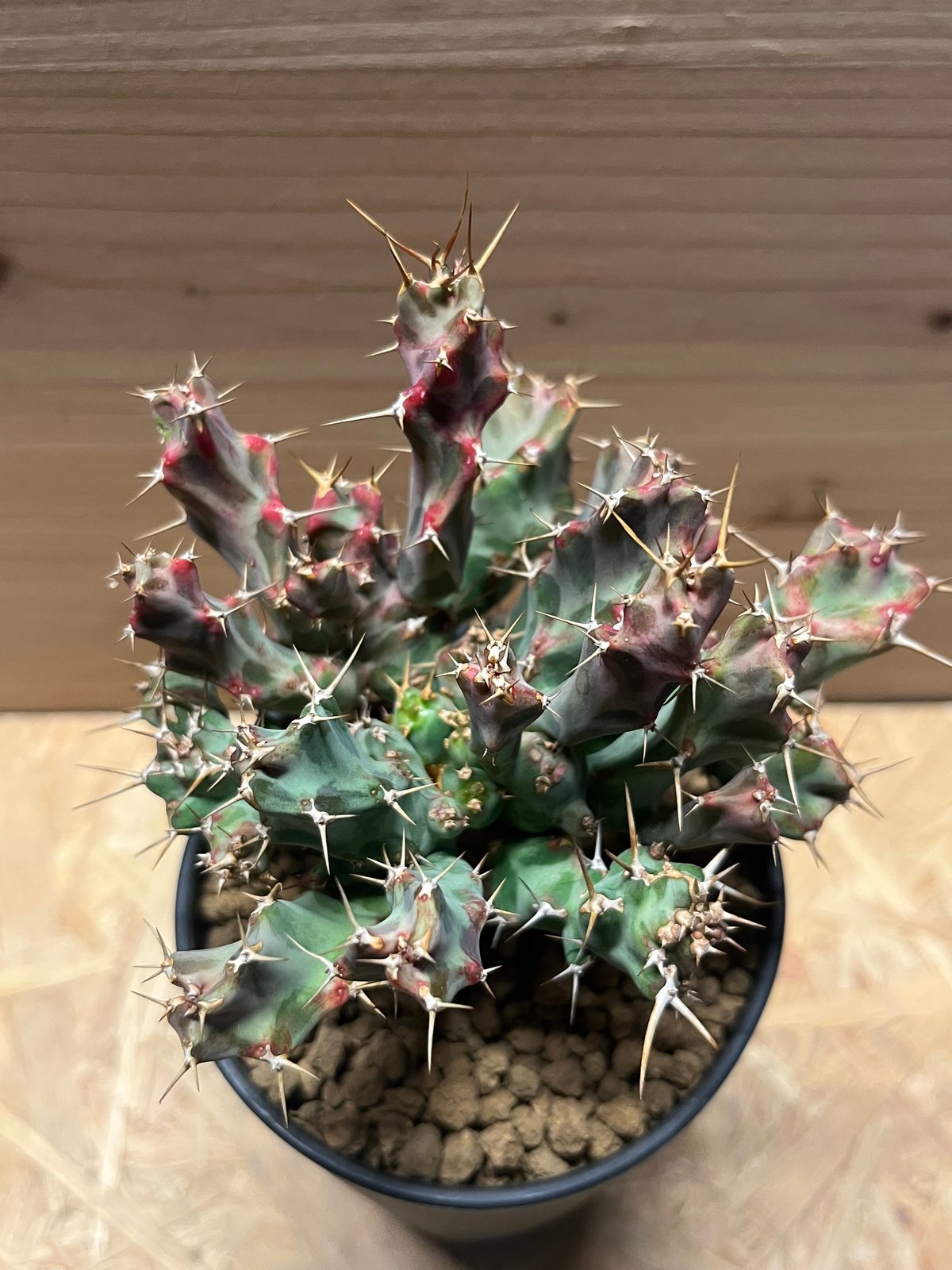 ユーフォルビア　グラビゲラ ユーフォルビア：クラビゲラ 6号22-01 の通販 | 園芸ネット