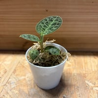 アンスリウム クエレマレンセ | GREEN LUCK