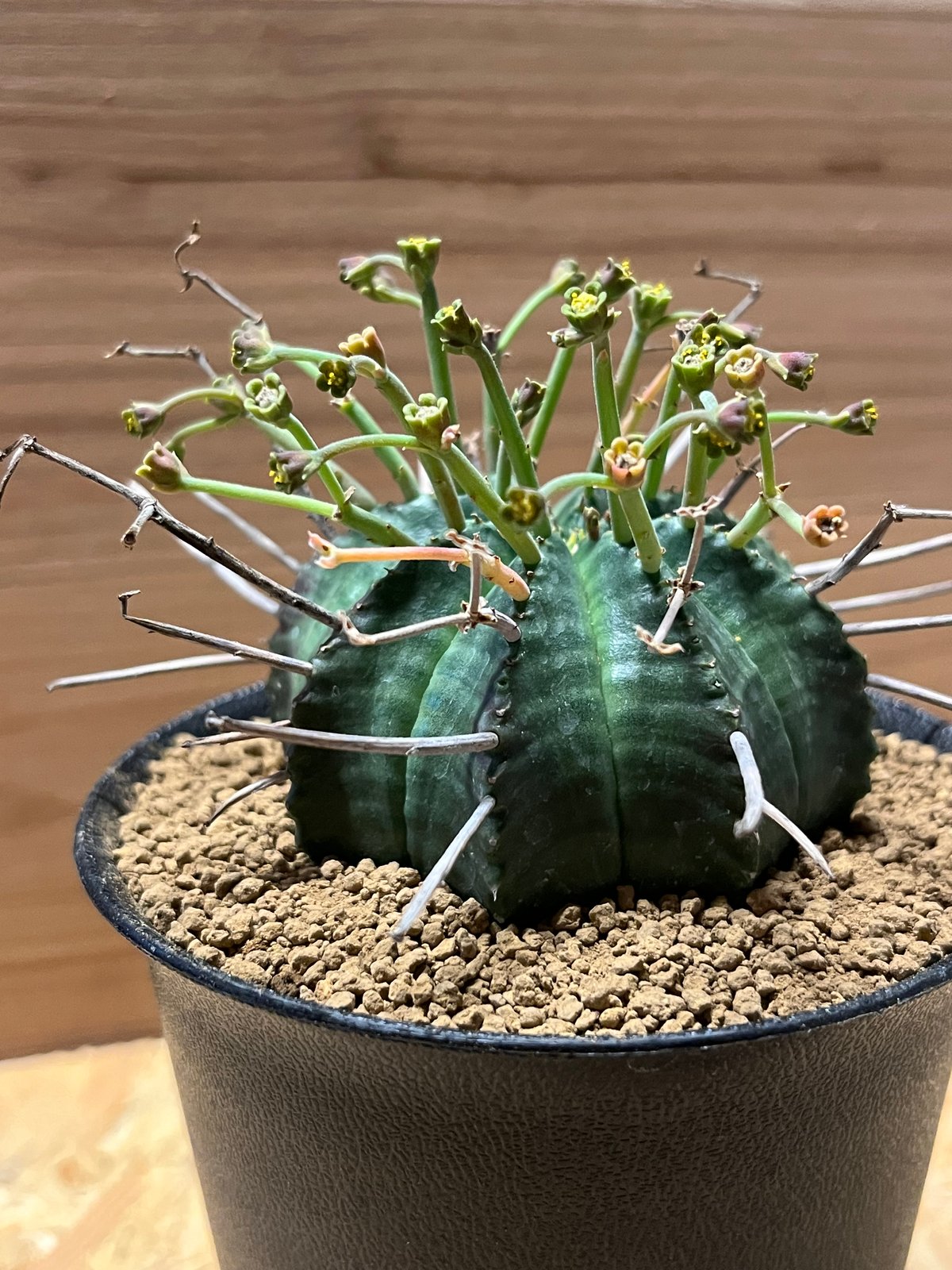 ブラックバリダ×スーパーバリダ　親株　子株付　① fit=scale-down,w=1200