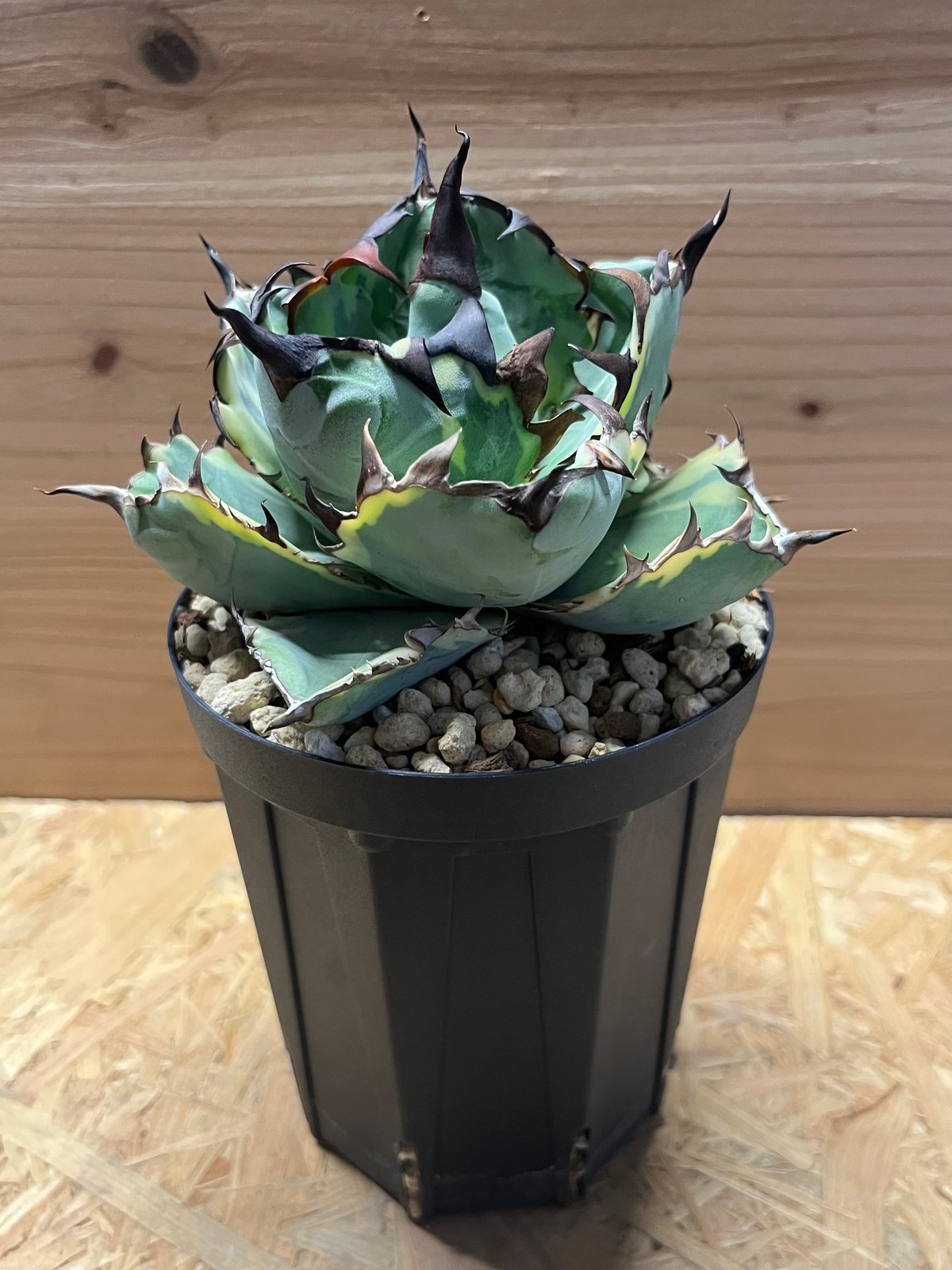 アガベ　ブルーダイヤモンド fit=scale-down,w=1200