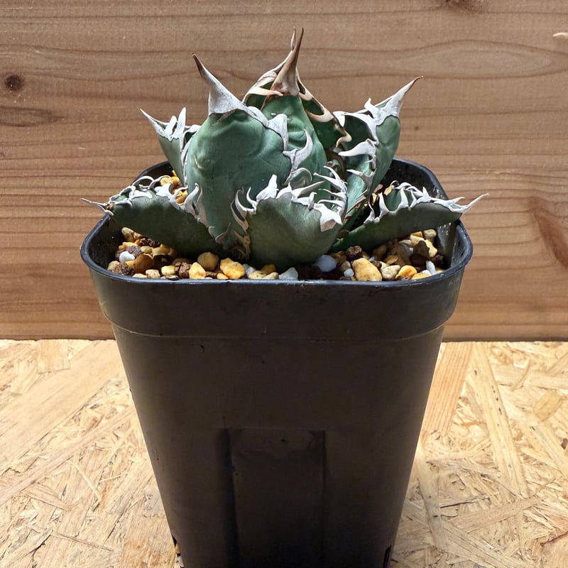 アガベ オテロイ オアハカ | GREEN LUCK