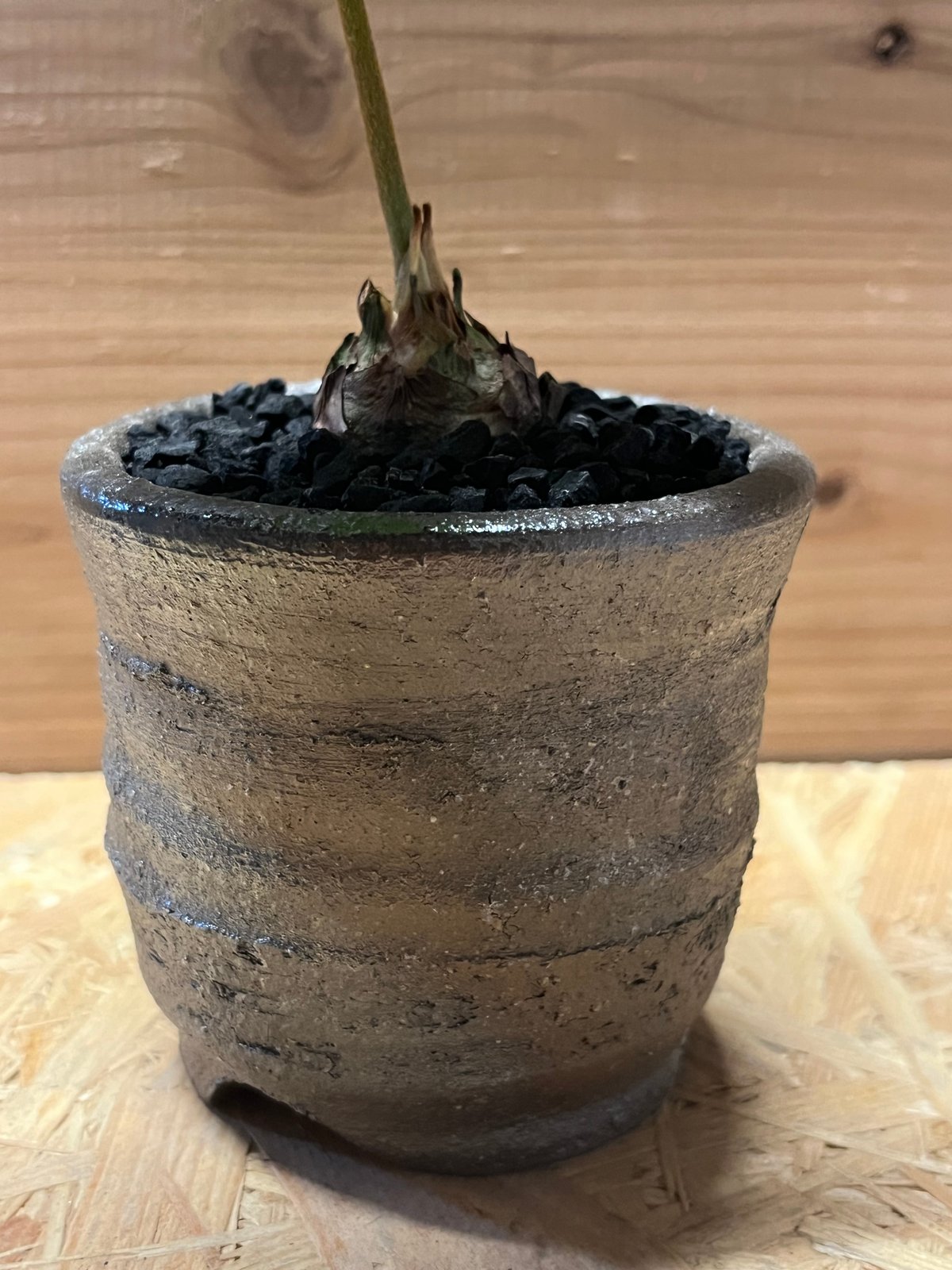 ザミア フルフラケア×伝市鉢 エビネ型 登窯 | GREEN LUCK