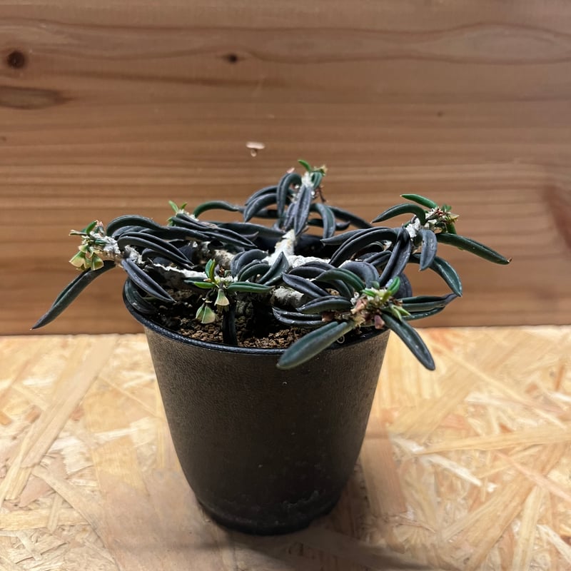 ユーフォルビア キリンドリフォリア | GREEN LUCK