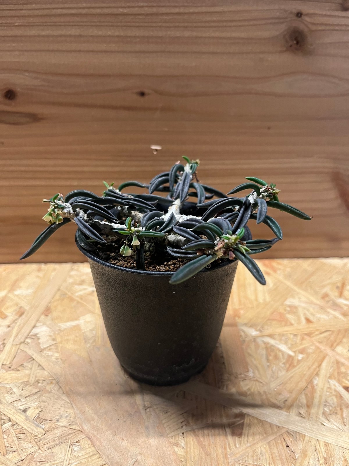 ユーフォルビア キリンドリフォリア | GREEN LUCK