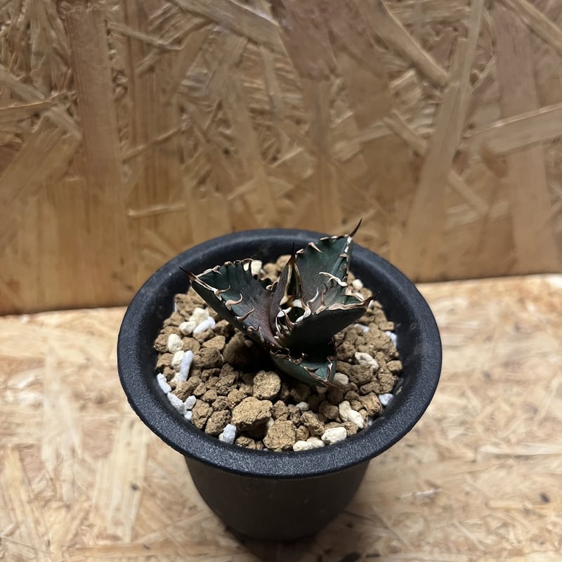 アガベ チタノタ サンクラウン | GREEN LUCK