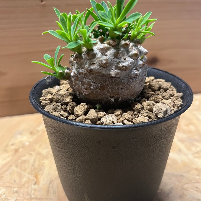 ユーフォルビア 峨眉山 | GREEN LUCK