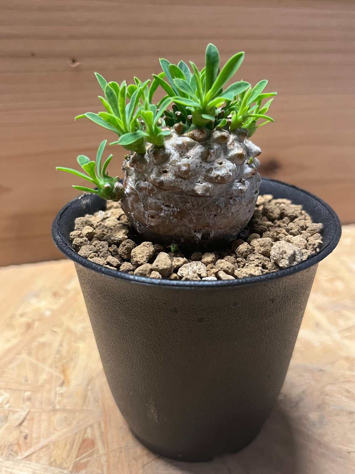 ユーフォルビア 峨眉山 | GREEN LUCK